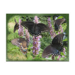 Swallowtail collage 2 ~ postcard