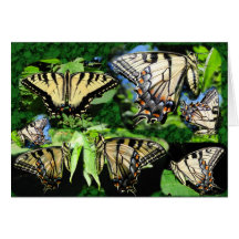 Swallowtail Collage ~ card