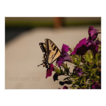 Swallowtail in the Petunias Photo