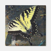 Swallowtail Magnet