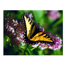 Swallowtail on Lilac Postcard