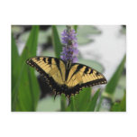 Swallowtail on Pickerel-weed Postcard