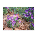 Swallowtail & Viola Postcard