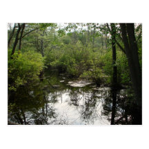 Swamp Beauty Post Card