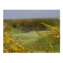 Swamp In Louisiana Postcard