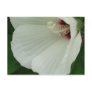 Swamp Mallow Close-up Post Card