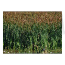 Swamps Reeds Greeting Card
