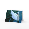 Swan A Swimming CARD