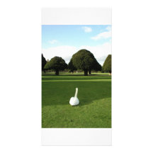 Swan at Hampton Court Palace, UK Photo Card