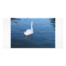 Swan at Hampton Court Palace, UK Picture Card