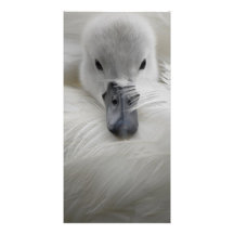 Swan, Beautiful White Feathers, Beauty Comfort Picture Card
