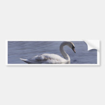 Swan Bumper Stickers
