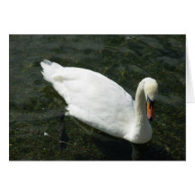 Swan Card