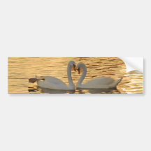 Swan Couple Meeting at Sunset Photograph Bumper Sticker