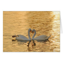 Swan Couple Meeting at Sunset Photograph Greeting Card