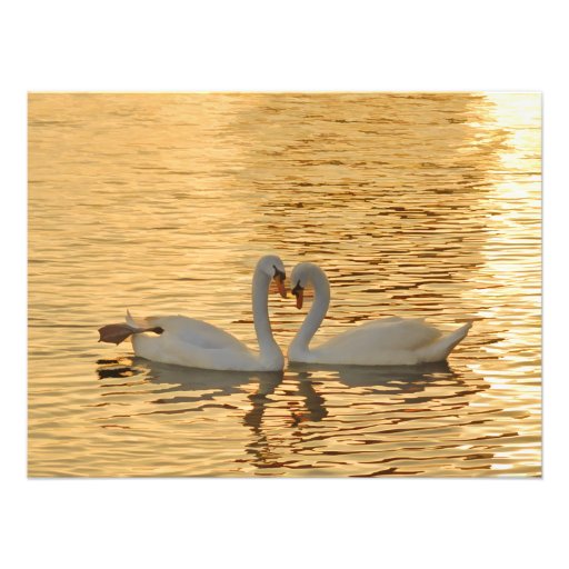 Swan Couple Meeting at Sunset Photograph