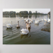 Swan Family Print