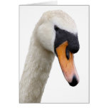 Swan Greeting Card