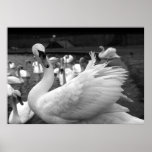 Swan in the park at Barry Island Posters