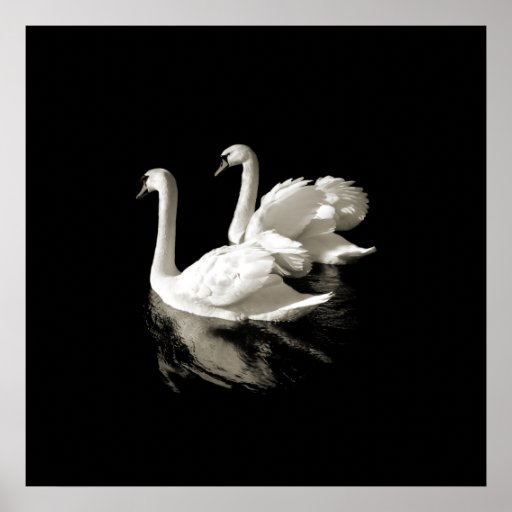Swan Lake - Black and White poster