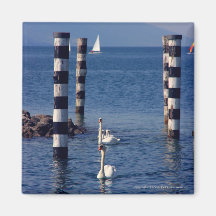 Swan Lake Fridge Magnets