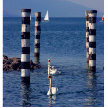 Swan Lake photo sculpture