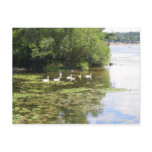 Swan Lake Postcard