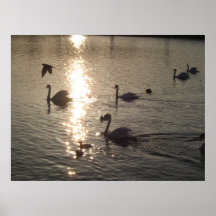 Swan Lake Print