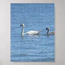 Swan Lake Print