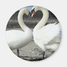 Swan Love Magnet