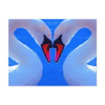 Swan Love, Romantic Heart Shaped Necks Postcards