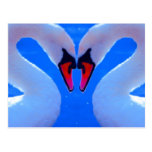 Swan Love, Romantic Heart Shaped Necks Postcards