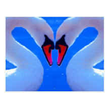 Swan Love, Romantic Heart Shaped Necks Postcards