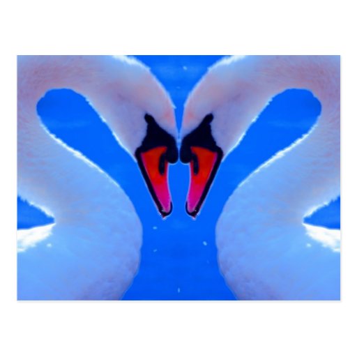 Swan Love, Romantic Heart Shaped Necks Postcards