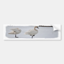Swan Magicians Bumper Stickers