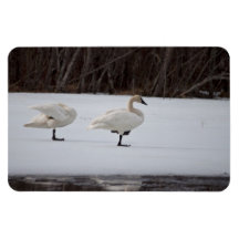 Swan Magicians Rectangle Magnets