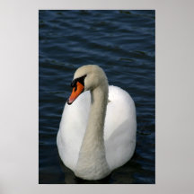 Swan on a lake posters