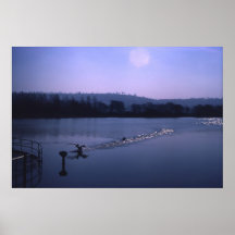 Swan on English lake Poster