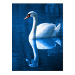 Swan on Lake Post Card