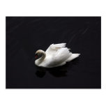 Swan on lake postcard