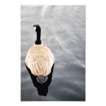 Swan on the Lake Photo