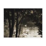Swan on the River Post Card