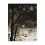 Swan on the River - vertical Postcards
