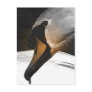 Swan Post Card