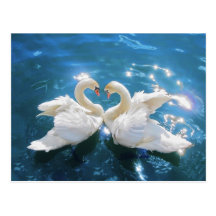 Swan Postcard