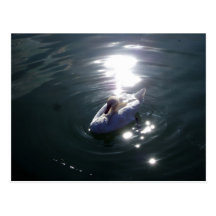 Swan Postcard