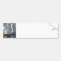 Swan Reflections Bumper Stickers