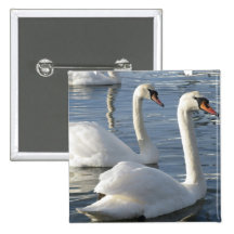 Swan Reflections Pin