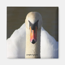 Swan Refrigerator Magnet