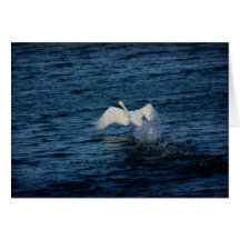 Swan Takeoff 1 Card
